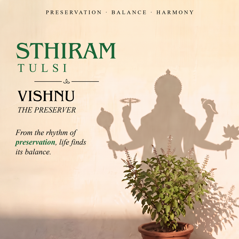 STHIRAM | Tulsi - Camphor Shower Gel
