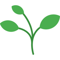 Camphor Aroma