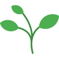 Camphor Aroma